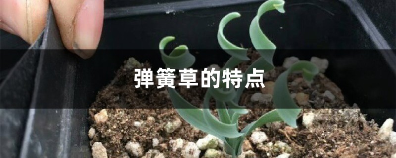 弹簧草的特点