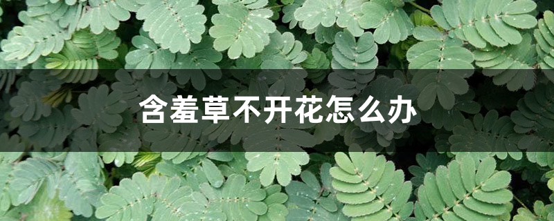 含羞草不开花怎么办