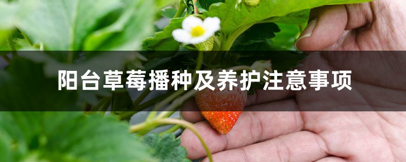 阳台草莓播种及养护注意事项