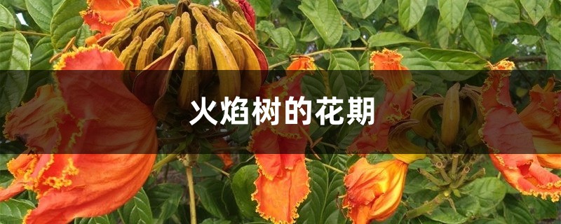 火焰树的花期