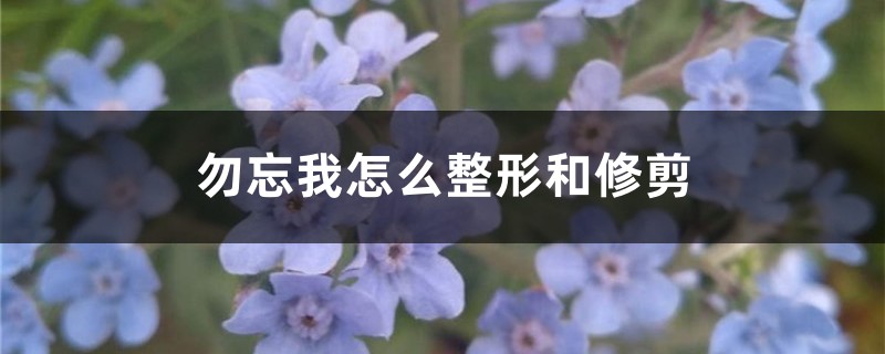 勿忘我怎么整形和修剪