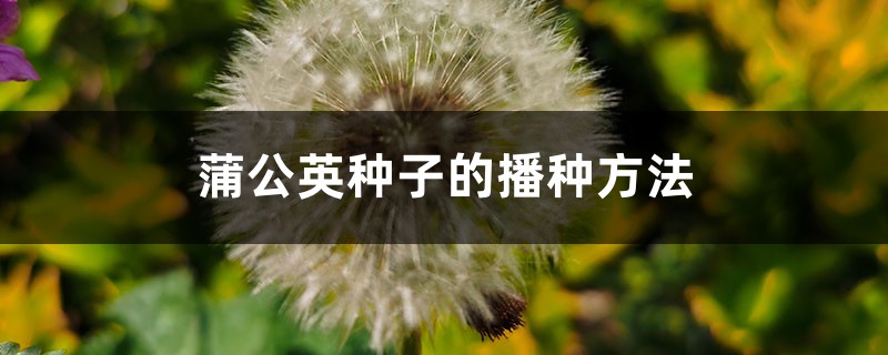 蒲公英种子的播种方法