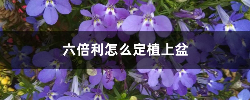 六倍利怎么定植上盆