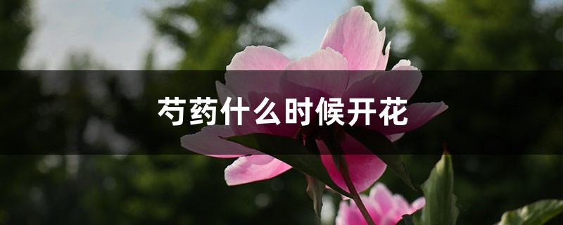 芍药什么时候开花