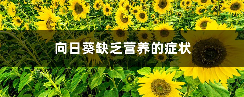 向日葵缺乏营养的症状