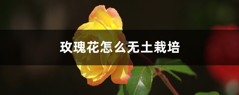 玫瑰花怎么无土栽培