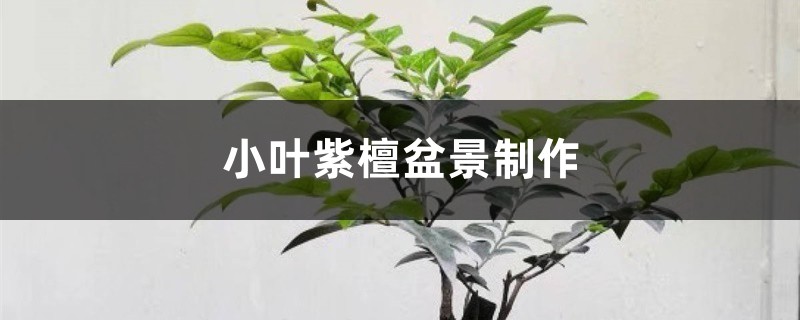 小叶紫檀盆景制作