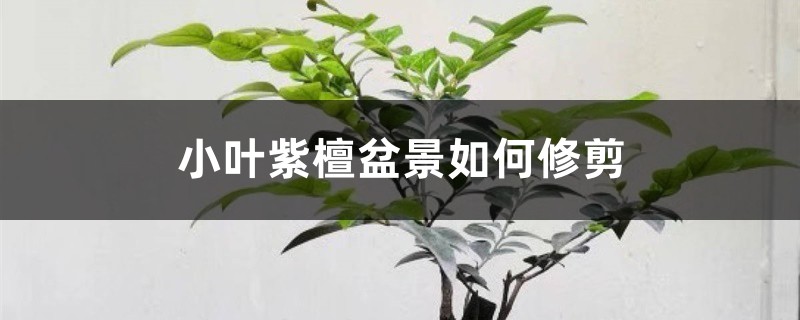 小叶紫檀盆景如何修剪