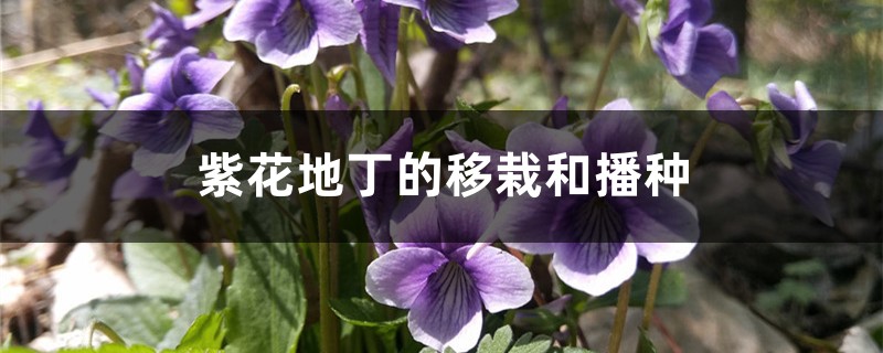 紫花地丁的移栽和播种