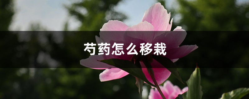 芍药怎么移栽