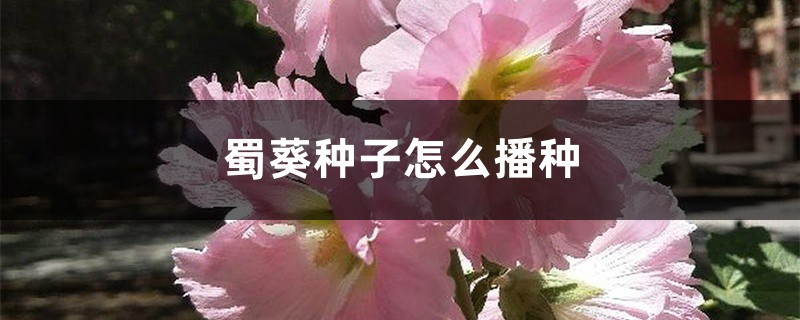 蜀葵种子怎么播种