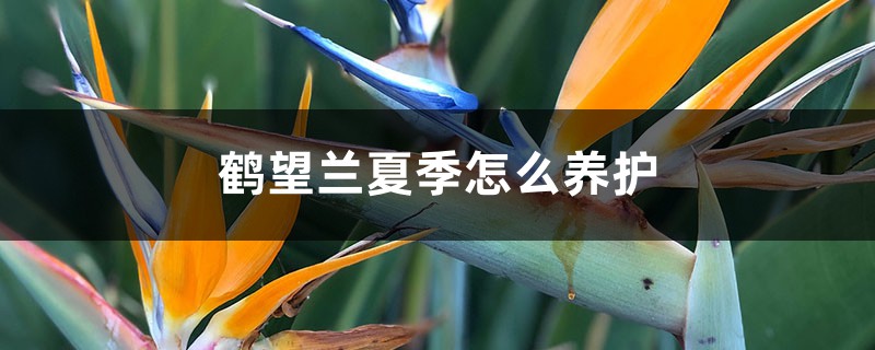 鹤望兰夏季怎么养护