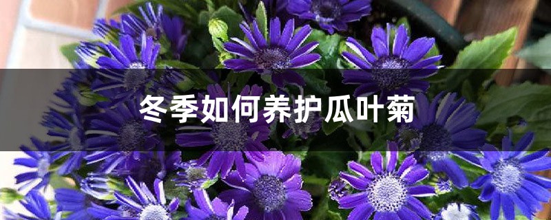 冬季如何养护瓜叶菊