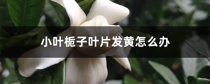 小叶栀子叶片发黄怎么办 小叶栀子叶片发黄怎么办