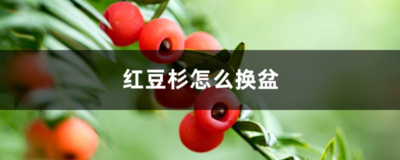 红豆杉怎么换盆