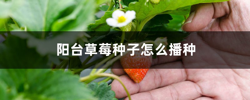 阳台草莓种子怎么播种 阳台草莓种子怎么播种