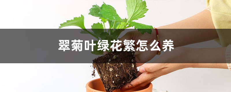 翠菊叶绿花繁怎么养