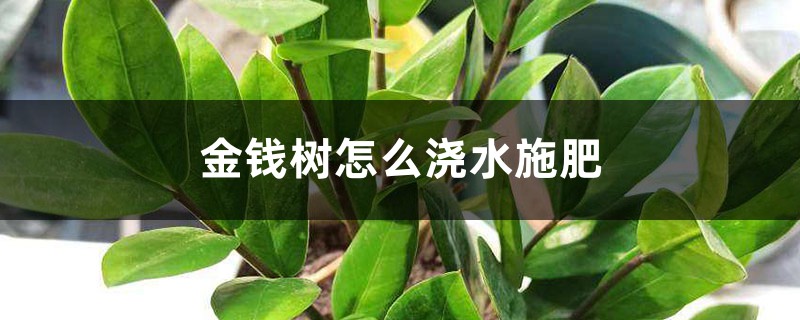 金钱树怎么浇水施肥