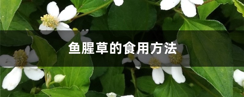 鱼腥草的食用方法