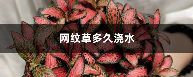 网纹草多久浇水