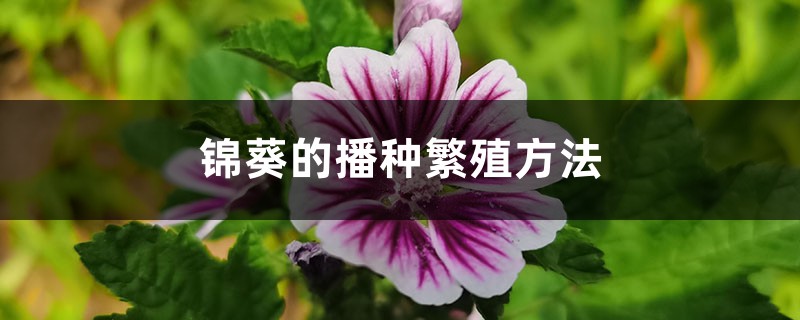 锦葵的播种繁殖方法