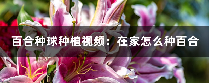 百合种球种植视频：在家怎么种百合