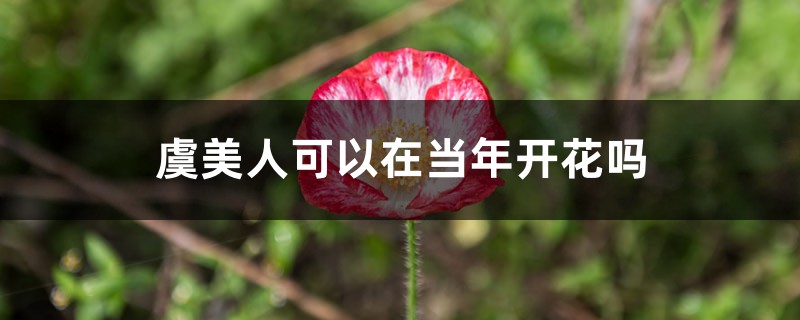 虞美人可以在当年开花吗