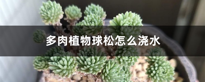 多肉植物球松怎么浇水