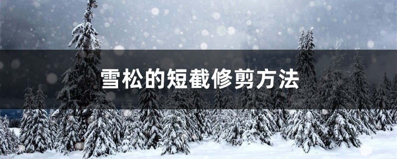 雪松的短截修剪方法