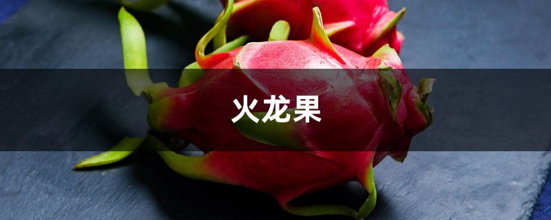 火龙果播种视频：不花一分钱，种出小盆栽