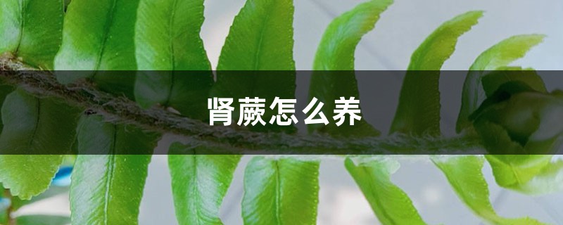 肾蕨怎么养