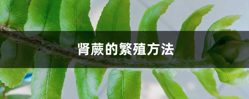 肾蕨的繁殖方法