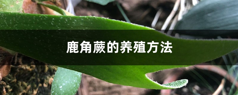 鹿角蕨的养殖方法