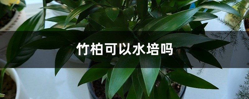 竹柏可以水培吗