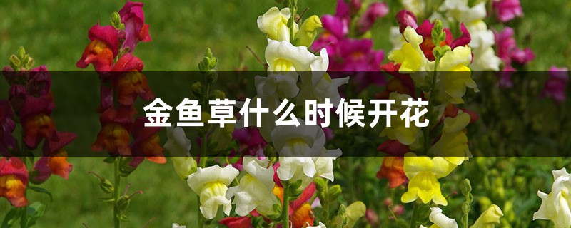 金鱼草什么时候开花