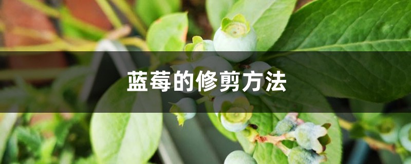 蓝莓的修剪方法