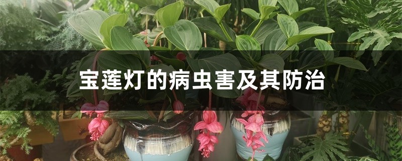 宝莲灯的病虫害及其防治