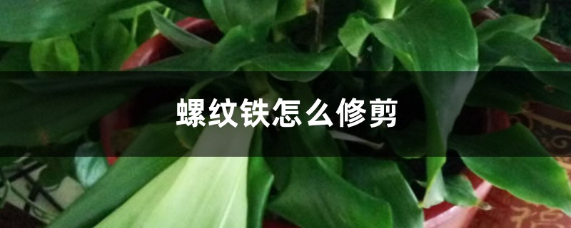 螺纹铁怎么修剪