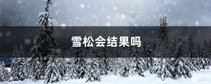 雪松会结果吗