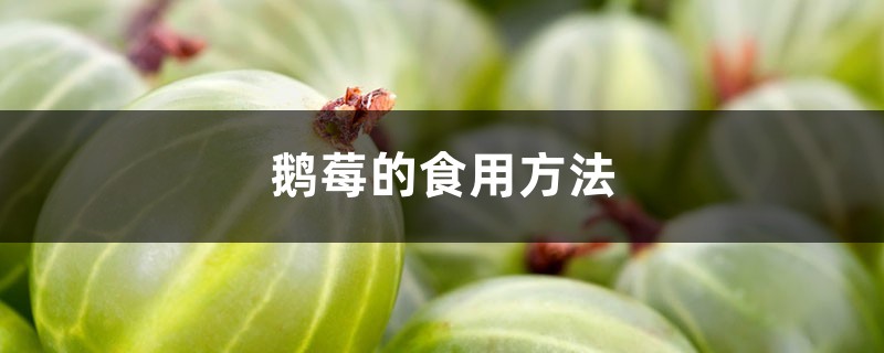 鹅莓的食用方法