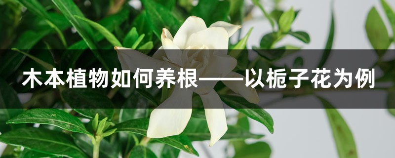 木本植物如何养根——以栀子花为例 木本植物如何养根——以栀子花为例