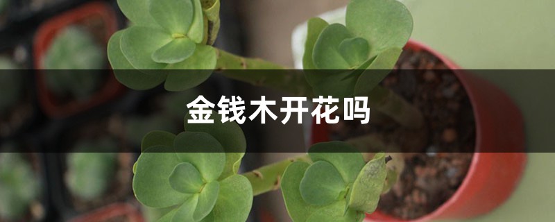 金钱木开花吗