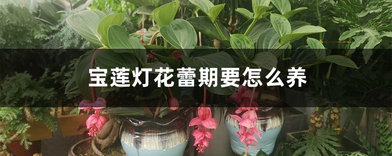 宝莲灯花蕾期要怎么养