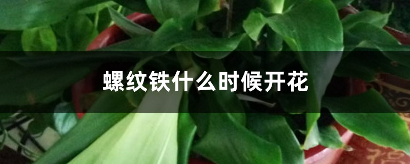 螺纹铁什么时候开花