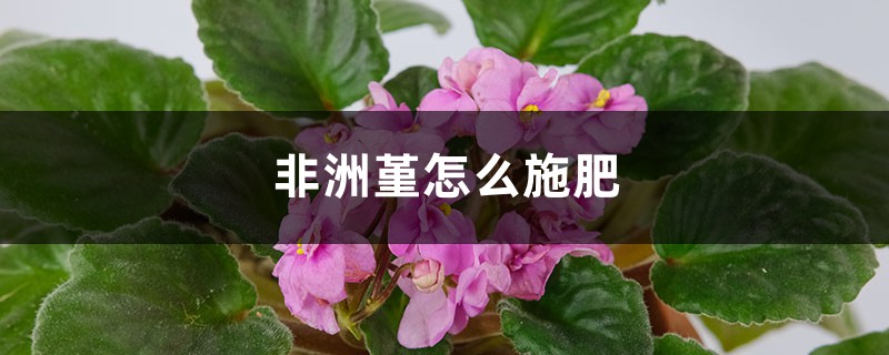 非洲堇怎么施肥