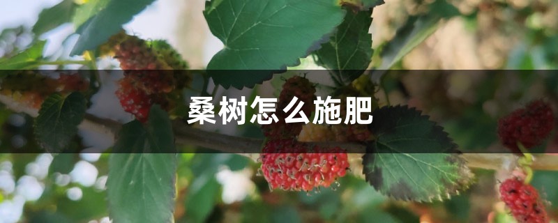 桑树怎么施肥