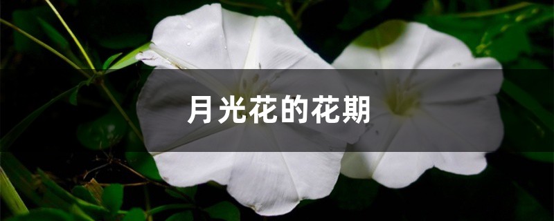 月光花的花期