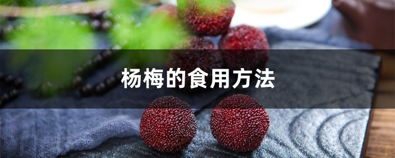 杨梅的食用方法