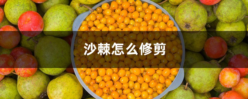 沙棘怎么修剪