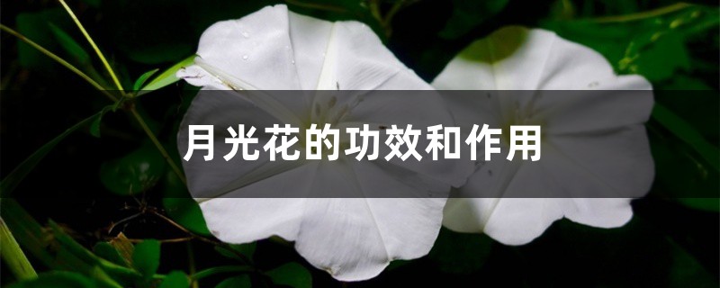 月光花的功效和作用